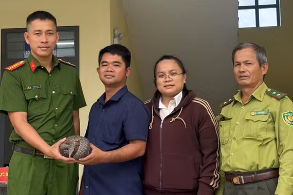 Người dân xã Ngô Mây (tỉnh Gia Lai) giao nộp cá thể tê tê quý hiếm.