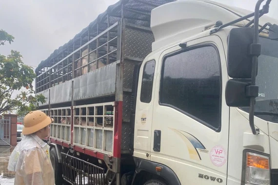 Trạm Cảnh sát giao thông Tuy Phước phát hiện 2 xe tải chở heo nghi nhiễm bệnh khi di chuyển trên quốc lộ 1 vào đêm 2-12.