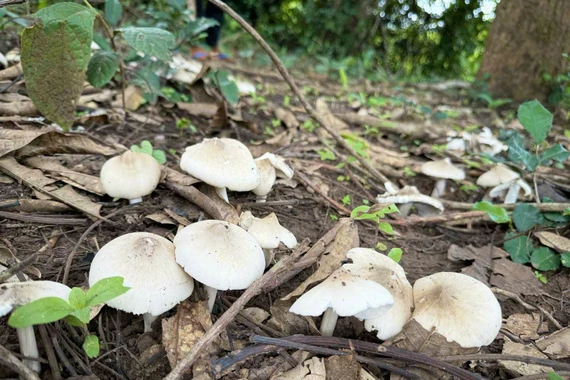 Nấm mối thường mọc vào tháng 5, 6 hàng năm. Ảnh: L.H