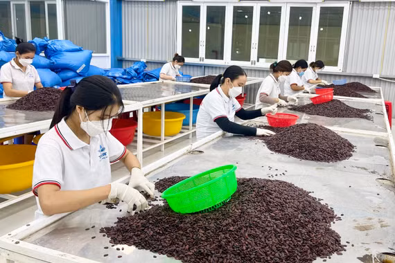 Gia Lai: Các cụm công nghiệp đang hoạt động được lấp đầy khoảng 81% diện tích