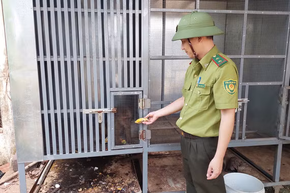 Vây bắt thành công 2 con khỉ đi lạc về chăm sóc.