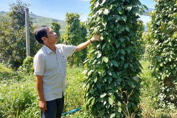 Nâng tầm giá trị hồ tiêu Gia Lai