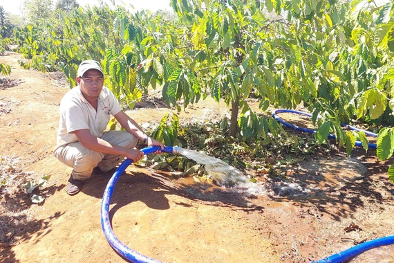 Linh hoạt điều tiết nước tưới để “né hạn”.