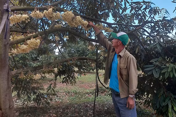 Sầu riêng vào vụ, nông dân thấp thỏm vì thời tiết cực đoan