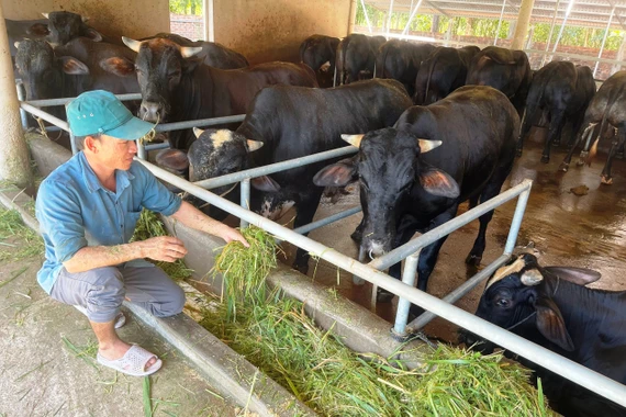 26 hộ dân xã Kim Sơn tham gia dự án liên kết chăn nuôi và tiêu thụ bò thịt vỗ béo