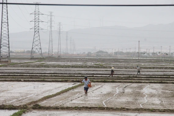 Gia Lai hướng dẫn lịch trồng trọt vụ Đông Xuân 2025-2026