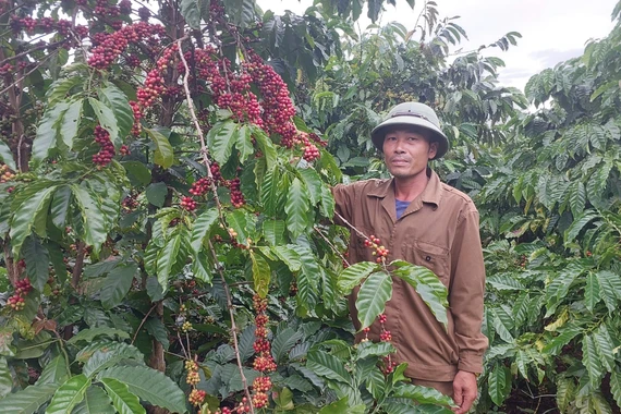 Niên vụ thu hoạch cà phê 2025-2026: Thấp thỏm vì thời tiết bất lợi và khan hiếm nhân công.