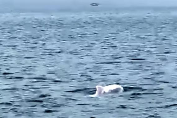 Đàn cá heo trắng tung tăng bơi lượn ở biển Quảng Ninh