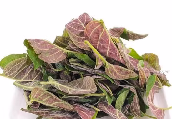 Lợi ích sức khỏe từ lá mơ lông có thể bạn chưa biết