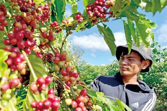 Cà phê Gia Lai hướng đến chuỗi giá trị toàn cầu