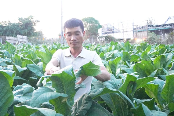 Người Hưng Hà trên đất Phú Túc