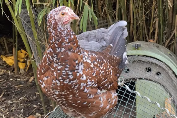 Bùng phát nhiễm khuẩn Salmonella trên nhiều bang Mỹ