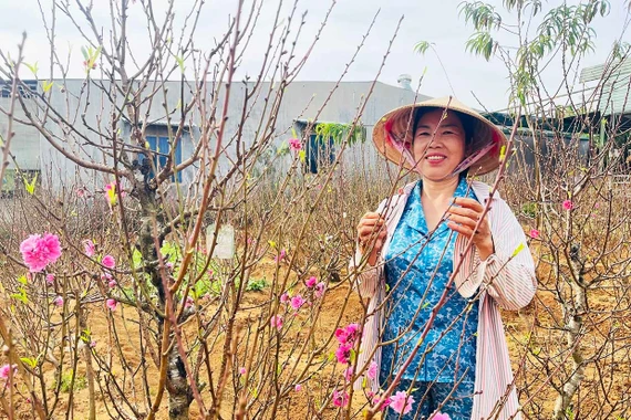 Đào thắm, mai vàng khoe sắc trên cao nguyên