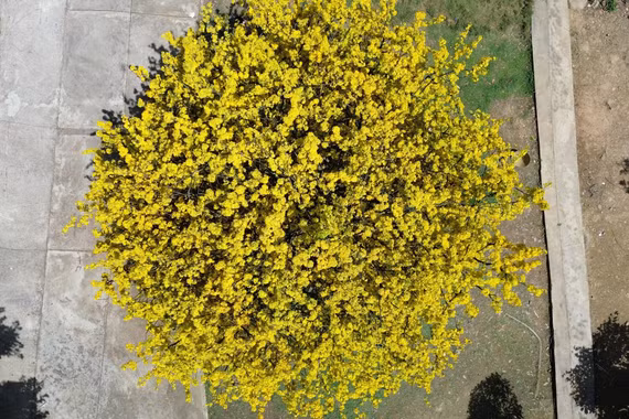 Cây mai đẹp nhất Đồng Nai bung nở rực rỡ, du khách lái xe gần 100 km đến chụp hình