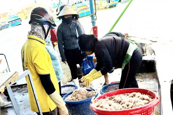 Ngư dân trúng mùa ruốc