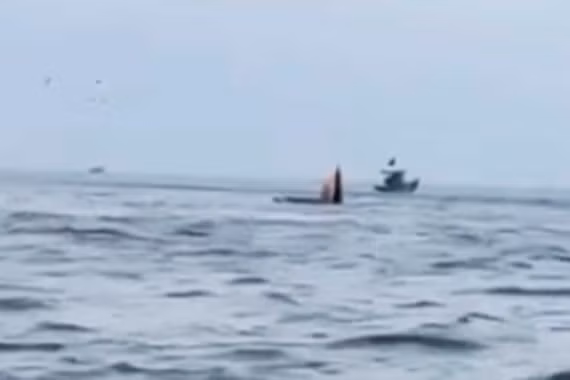 Cá voi há miệng đớp mồi trên biển Mũi Né