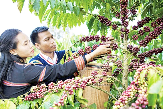 Trồng trọt trở thành trụ cột của nông nghiệp hàng hóa