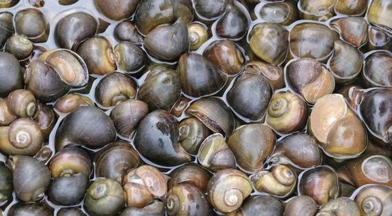 Ốc bươu ngâm "thủy tinh lỏng": Rõ ràng trách nhiệm