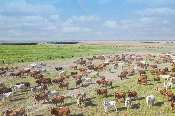 Gia Lai hướng tới “thủ phủ chăn nuôi”