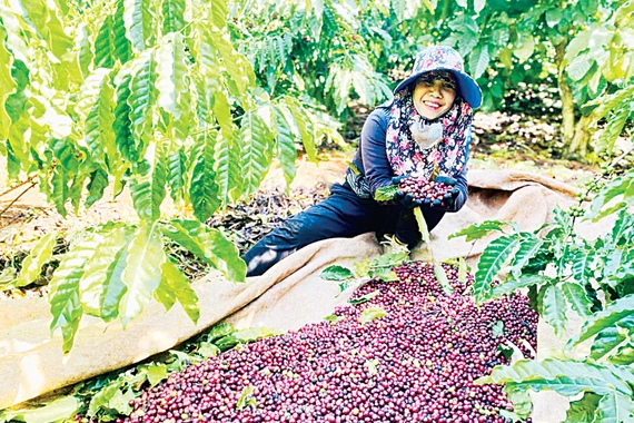 Canh tác xanh nền tảng cho nông nghiệp bền vững