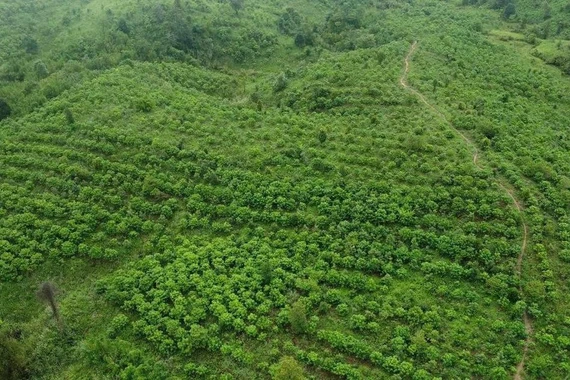 Báu vật Chư Mom Ray: Phục hồi 'kho báu' rừng nguyên sinh