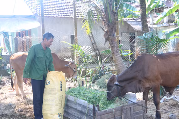 Các mô hình sản xuất hiệu quả được triển khai tại xã An Lão đã tạo ra động lực giúp đồng bào dân tộc thiểu số vươn lên thoát nghèo bền vững.