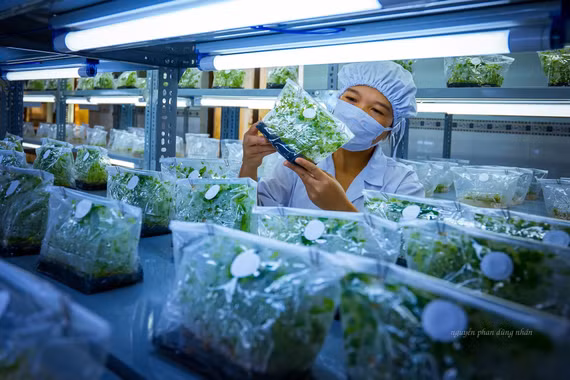 Mở rộng vùng trồng dược liệu gắn chế biến sâu và chuỗi liên kết