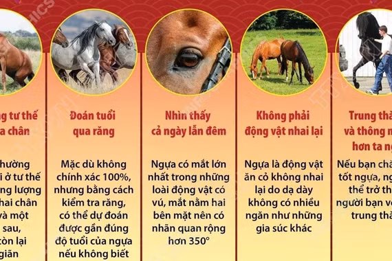 Những điều thú vị về loài ngựa