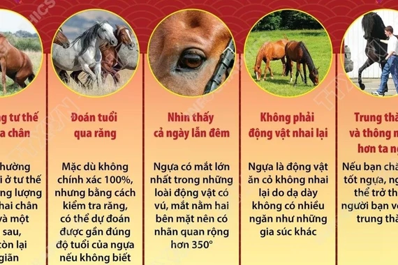 Những điều thú vị về loài ngựa