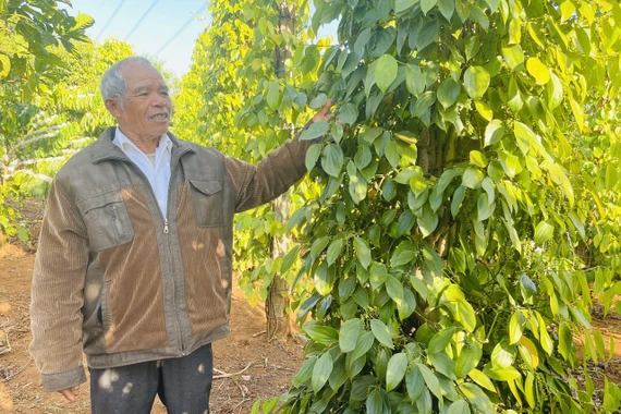 Những “đầu tàu” nêu gương làm giàu ở phía Tây Gia Lai