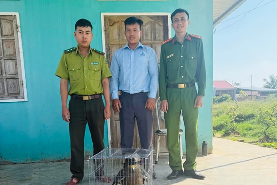 Người dân phường An Khê tự nguyện giao nộp chim diều hoa Miến Điện quý hiếm.