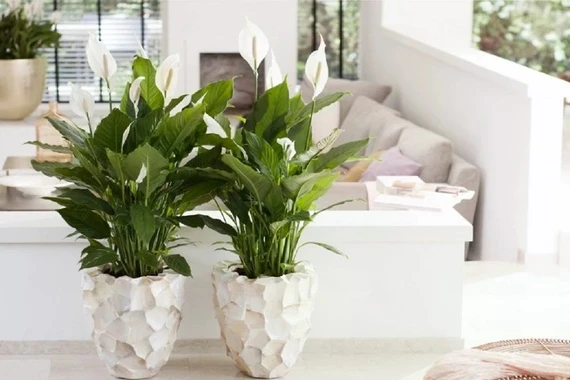 7 loại cây cảnh vừa có ý nghĩa phong thủy vừa là máy lọc không khí