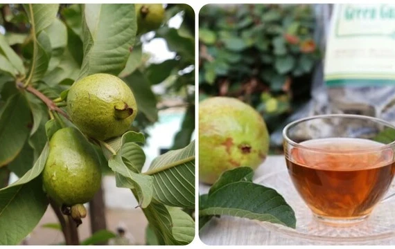 5 nhóm người nên thường xuyên uống nước lá ổi