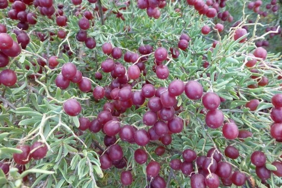 Một loài cây dại ở châu Á có thể là 'thần dược' trị tiểu đường