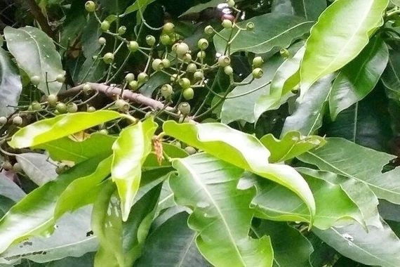 Lá vối có tác dụng gì?
