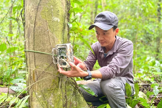 Thạc sĩ Nguyễn Ái Tâm: Khi rừng là nhà…