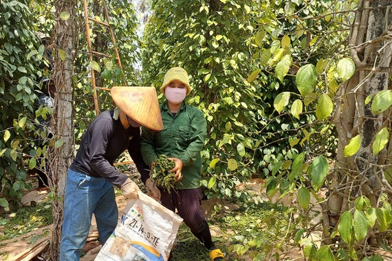 Đầu tư thâm canh tăng năng suất, chất lượng hồ tiêu