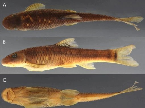 Các nhà khoa học công bố cá và ong Việt Nam nằm trong số 70 loài sinh vật mới của năm 2025