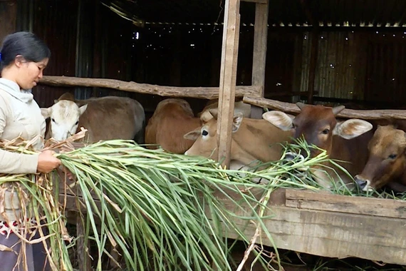 Giúp phụ nữ khó khăn bằng mô hình bò sinh sản