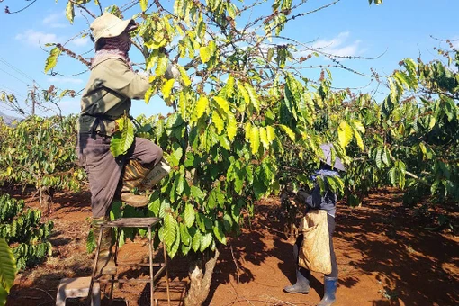 Vợ chồng ông Trần Văn Độ (thôn 8, xã Nghĩa Hưng, huyện Chư Păh) cắt bỏ những cành cà phê khô để phòng ngừa các loại rệp gây hại. Ảnh: N.D