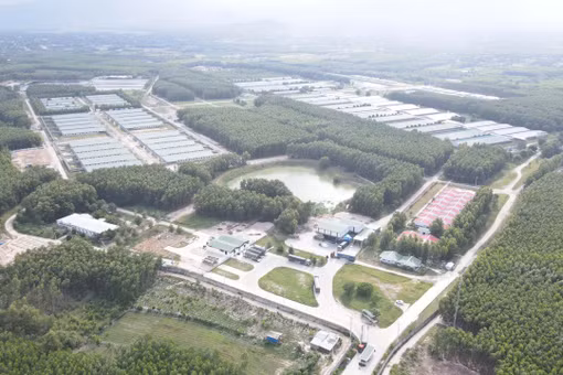 Thu hút đầu tư vào chăn nuôi gắn với bảo vệ môi trường 