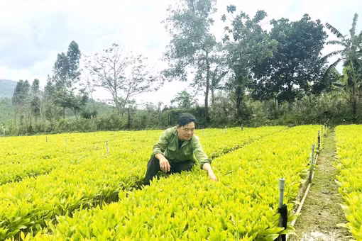 Nâng cao chất lượng cây giống lâm nghiệp