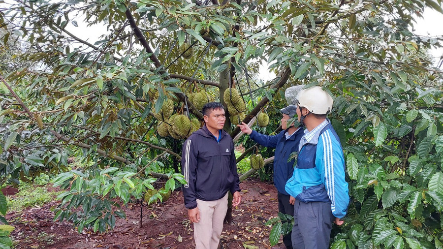 Många etniska minoritetshushåll i byn Ktu (Kon Gang-kommunen) har  nhieu-ho-dong-bao-dan-toc-thieu-so-lang-ktu-xa-kon-gang-doi-doi-nho-trong-sau-rieng-xen-canh-vuon-ca-phe.jpg