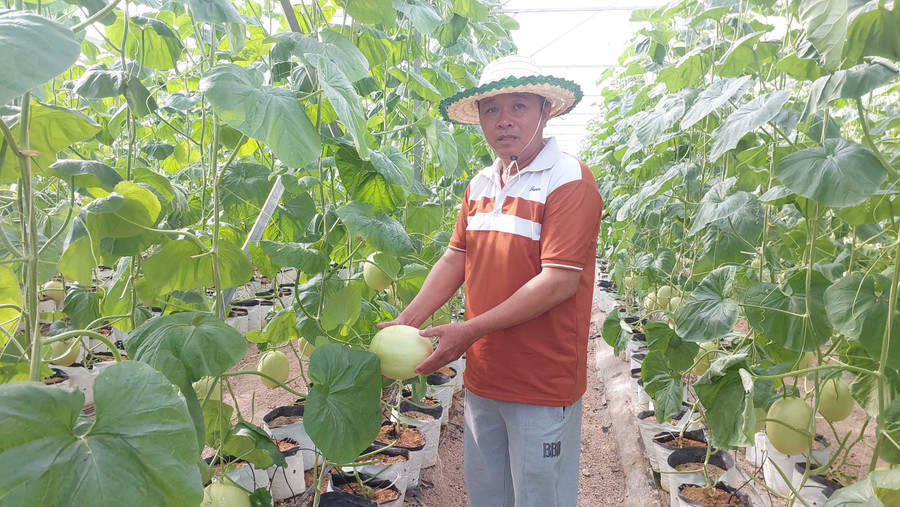 Jordbrukare i Ia Phi-kommunen har omvandlat gamla kaffeplantager för att odla meloner, vilket har lett till hög ekonomisk effektivitet. Foto: N.D nong-dan-xa-ia-phi-chuyen-nhung-dien-tich-ca-phe-gia-coi-sang-trong-dua-luoi-mang-lai-hieu-qua-kinh-te-cao.jpg