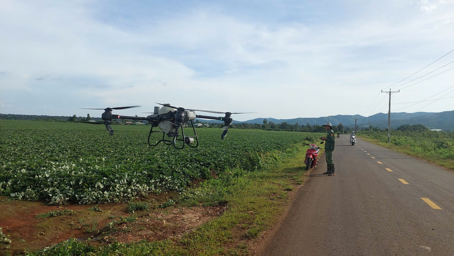 Tillämpning av vetenskapliga och tekniska framsteg i skötseln av japanska sötpotatisar på återplanterad gummimark i kommunen Ia Phi. Foto: N.D. nong-dan-xa-ia-phi-cham-soc-khoai-lang-nhat-trong-tren-dien-tich-cao-su-tai-canh.jpg
