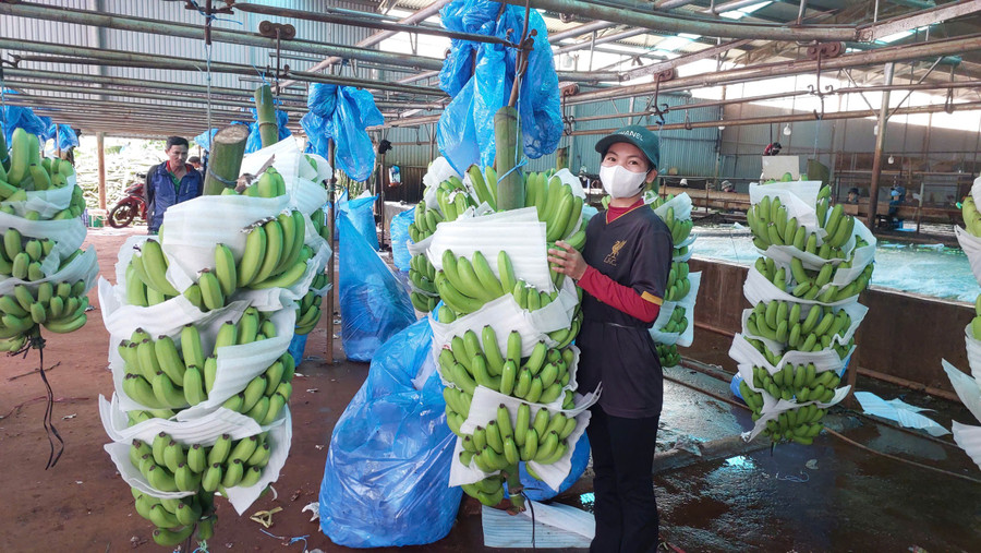 Sydamerikanskt bananbearbetningsområde för export av Hung Son High-Tech Agriculture Joint Stock Company. Foto: N.D. khu-vuc-so-che-chuoi-gia-nam-my-xuat-khau-cua-cong-ty-co-phan-nong-nghiep-cong-nghe-cao-hung-son.jpg