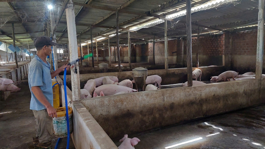 trang-trai-cua-ong-hung-thuong-xuyen-duy-tri-nhieu-lua-heo-thit-cung-cap-thi-truong-trong-va-ngoai-tinh.jpg