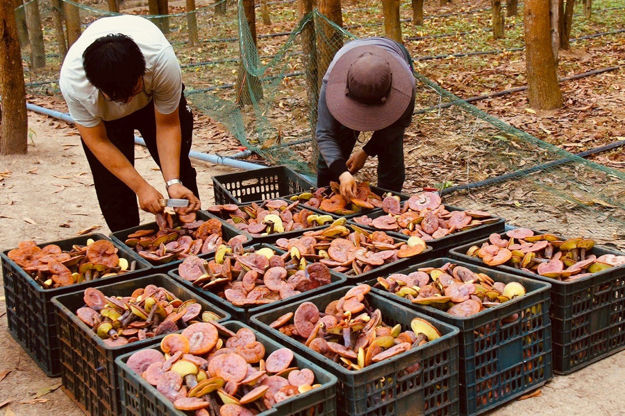 Thu hoạch nấm linh chi đỏ. Ảnh: Q.T thu-hoach-nam-linh-chi-do-tai-cong-ty-tnhh-minh-khang-gia-lai-anh-nguyen-diep.jpg