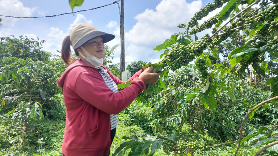 유기농 커피 생산 모델에 참여하는 한 가구의 커피 농장이 2023년부터 운영되고 있다. 사진: N.D. vuon-ca-phe-cua-mot-ho-gia-dinh-tham-gia-mo-hinh-san-xuat-ca-phe-huu-co.jpg