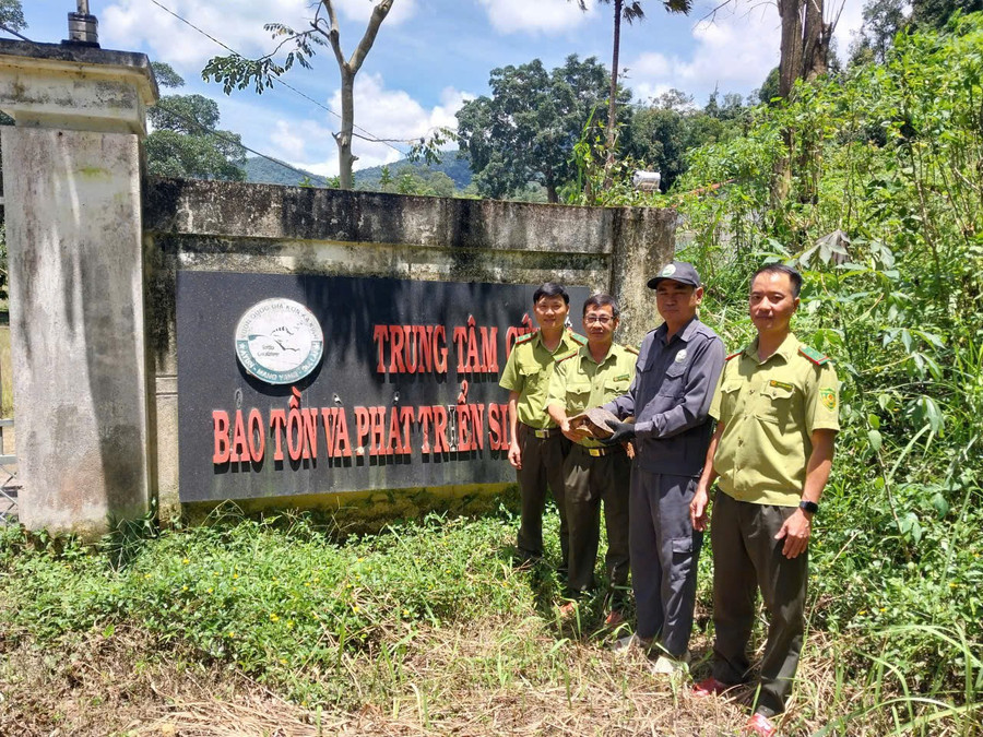 Lãnh đạo Hạt Kiểm lâm khu vực Đức Cơ bàn giao cá thể rùa đất lớn cho Trung tâm Cứu hộ, Bảo tồn và Phát triển sinh vật (Vườn quốc gia Kon Ka Kinh) chăm sóc. Ảnh: N.D lanh-dao-hat-kiem-lam-khu-vuc-duc-co-ban-giao-ca-the-rua-dat-lon-cho-trung-tam-cuu-ho-bao-ton-va-phat-trien-sinh-vat-cham-soc-nuoi-duong.jpg
